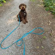 Lange lijn hond 5 meter