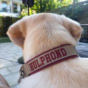 Hulphond halsband hond