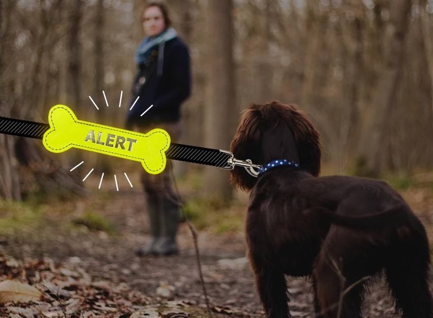 passie Oriëntatiepunt lever Meer afstand: Yellow Alert Bone hond! - Geel bot, bandje, strik & lintje