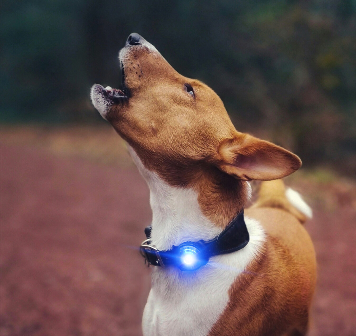 Orbiloc LED voor hondentuig & halsband
