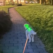 verlichting hond uitlaten