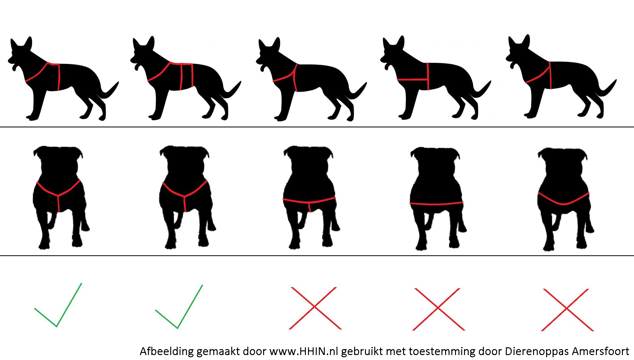 voor Eigenaardig Moderniseren Het beste hondentuig • Dit wist jij niet! • Tips & tuigjes hond vergelijken