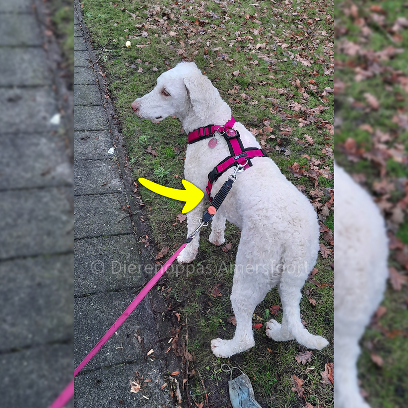 Ventileren Bliksem pijn doen Nieuw! WAW Easy Dog Walk • Schokdemper Trekveer Bungee hond