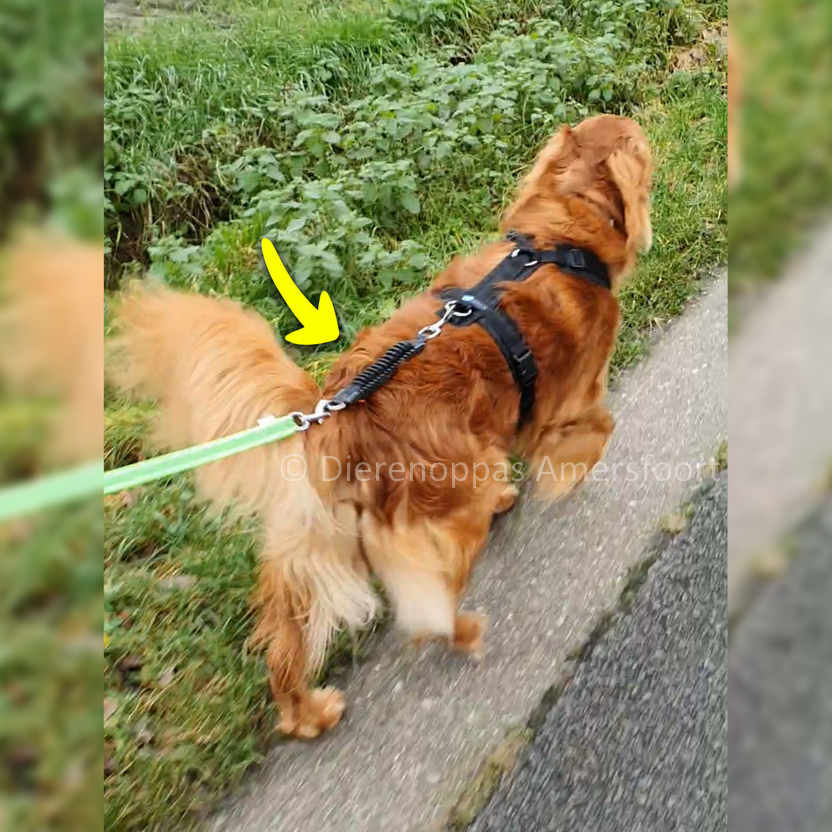 Ventileren Bliksem pijn doen Nieuw! WAW Easy Dog Walk • Schokdemper Trekveer Bungee hond