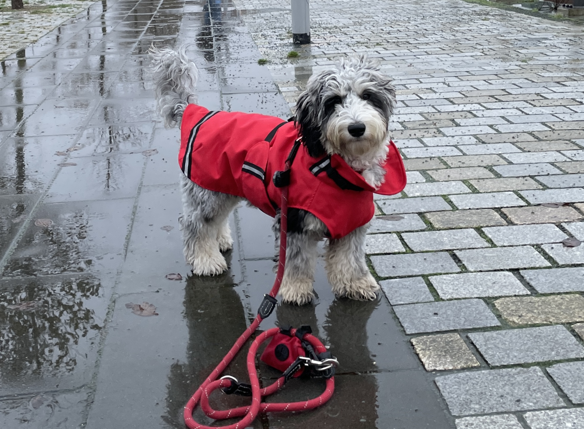Regenjas & Winterjas hond mét voor