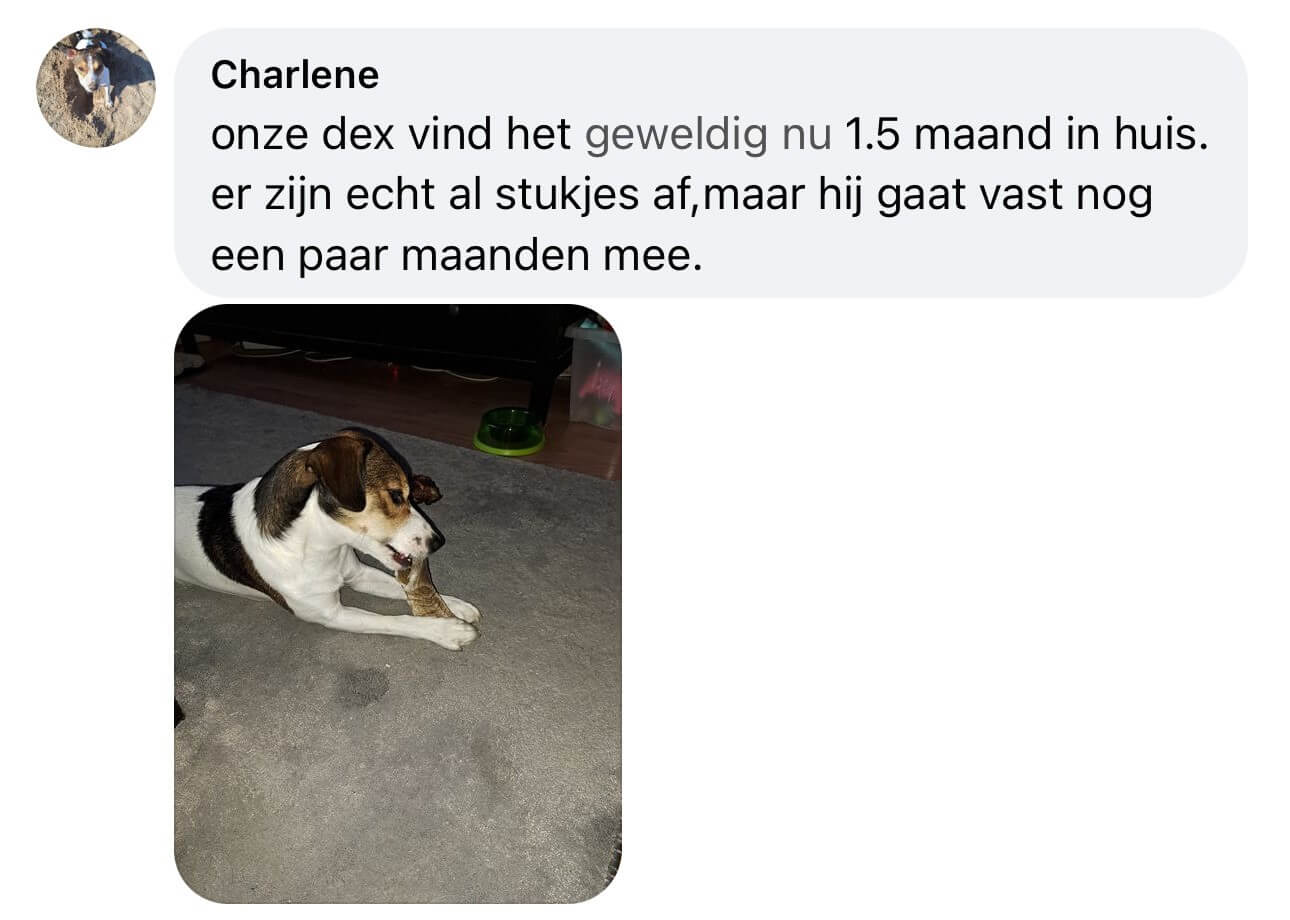 Hoorn als kluif voor de hond