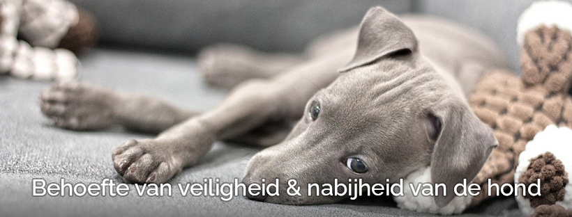 Straat Anekdote Reusachtig Puppy of hond laten janken & piepen - Alles over Veiligheid & Hechting!