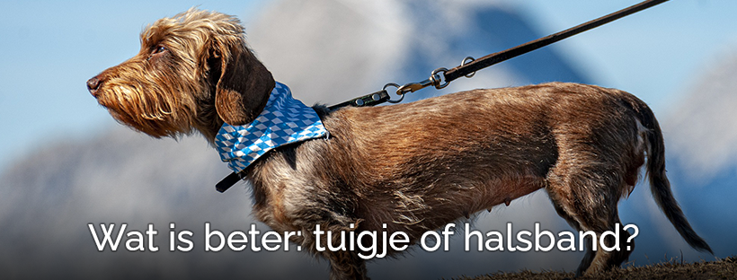 Trolley suspensie Vleugels De beste keuze: halsband of tuig hond vergelijken! Tips & Tricks