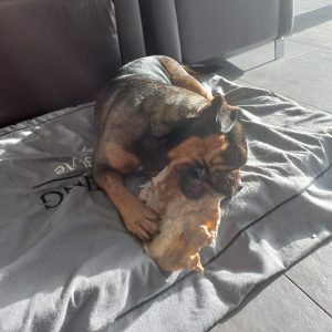 Runderkophuid plaat powerbreed bulldog ervaring harde kauwsnack bot hond