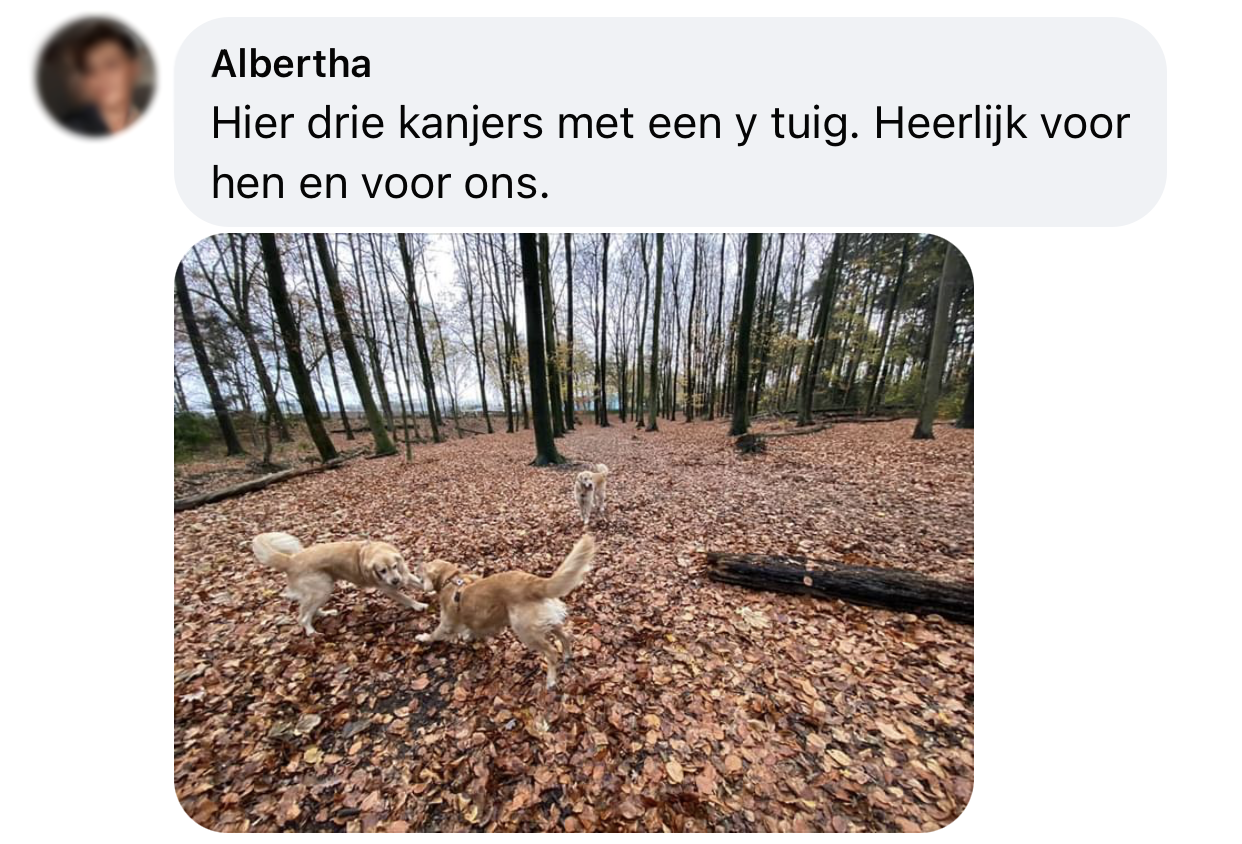 Kies altijd een Y tuigje voor je hond