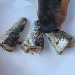 Canumi gezonde vis voor de hond sardientjes vers