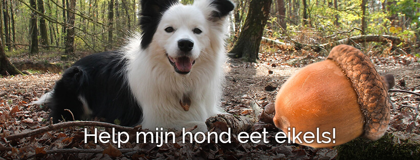 hond eet eikels