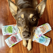 Lulu's kitchen dog jelly shots australië jelly voor honden maken