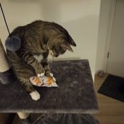 Knuffelzakjes kat catnip kattenkruid