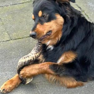 Harde kluif hoorn voor hond