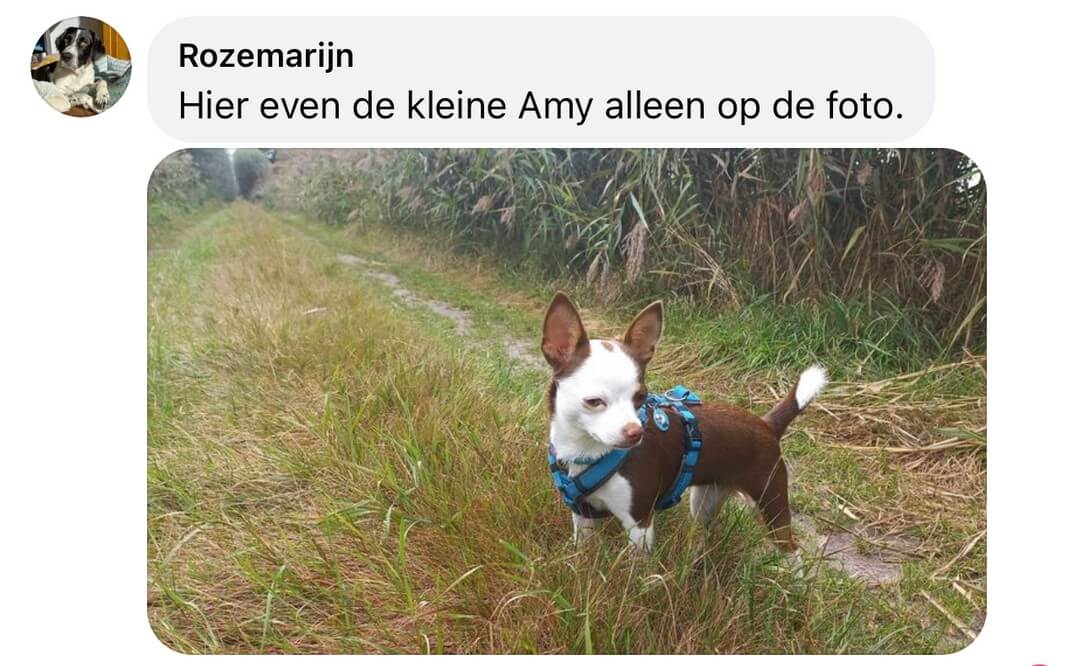 y-tuig kleine hond