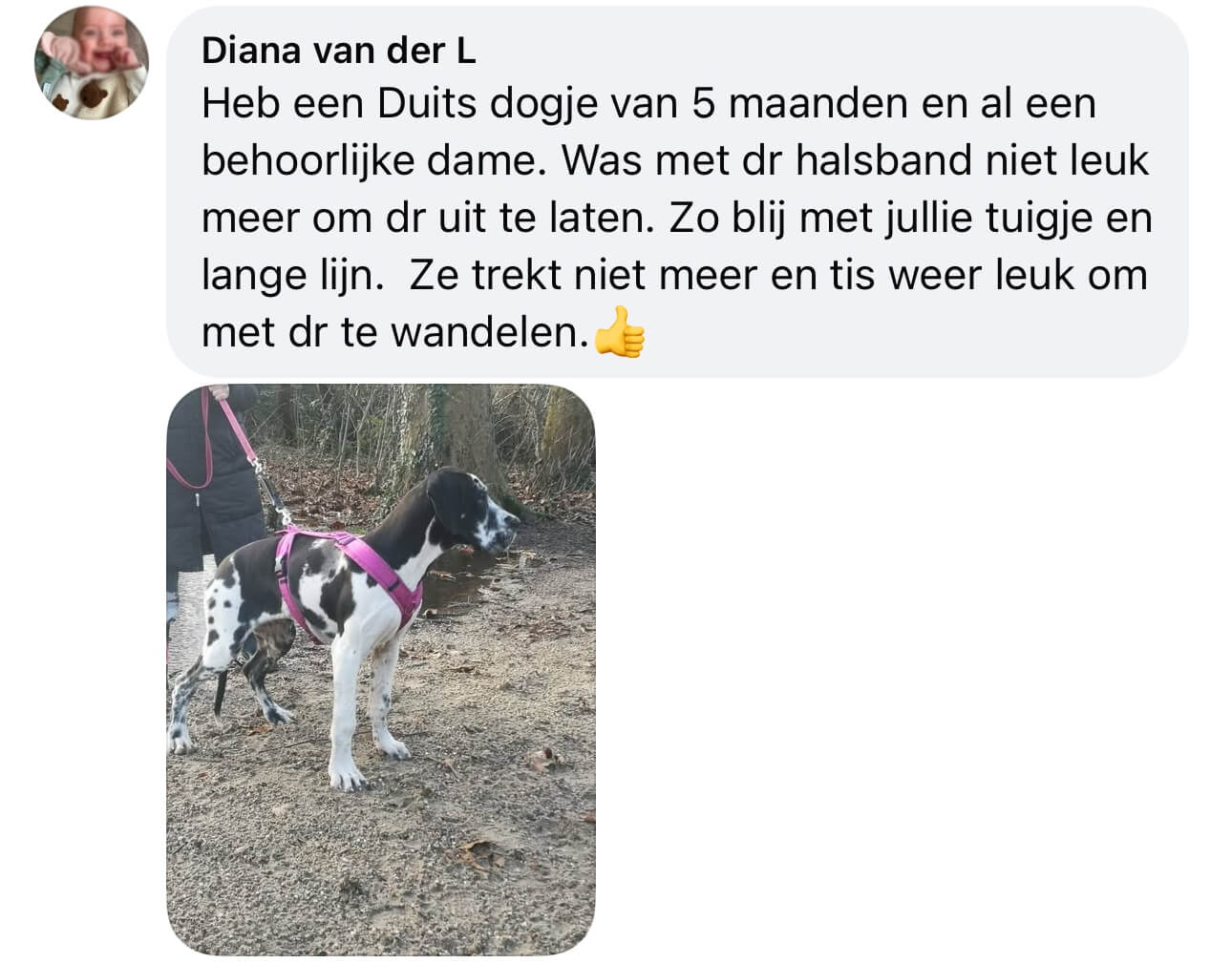 hond trekt aan de lijn