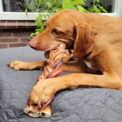 Bullepees hond gevlochten