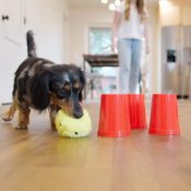 Spel samen met je hond West Paw The Dog's Best Friend Game pionnen