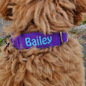 Halsband hond met naam en telefoonnummer