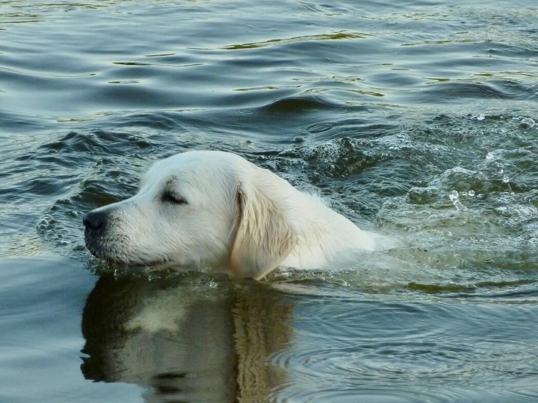 Hond laten zwemmen met warm weer