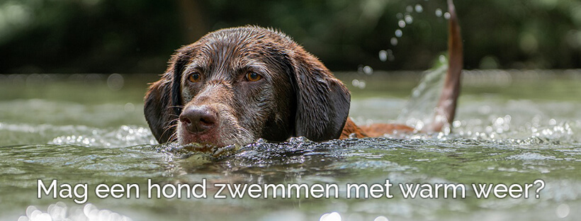 Mag een hond zwemmen met warm weer