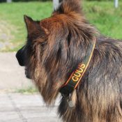 Stoere hondenhalsband grote hond