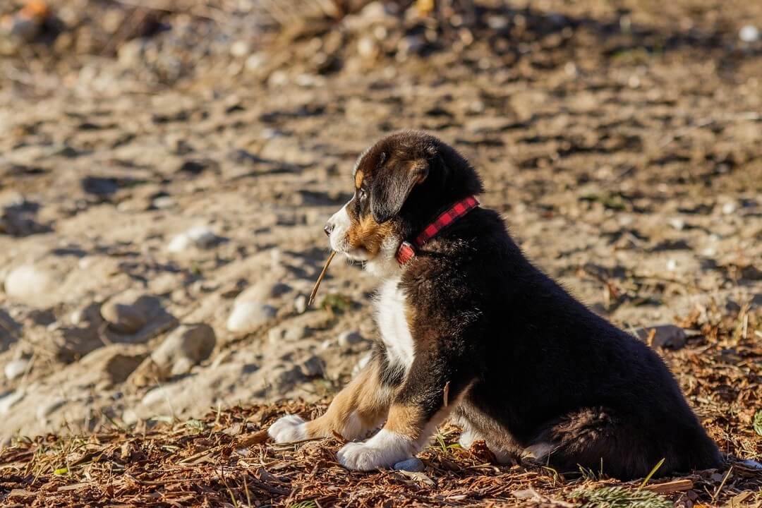 Hoe socialiseer je een angstige hond