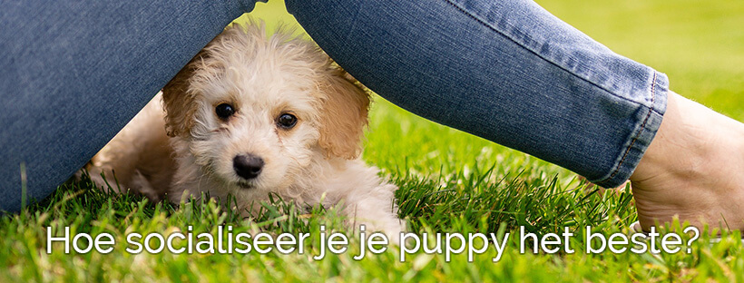 Op deze manier socialiseer jij je hond of pup écht goed!