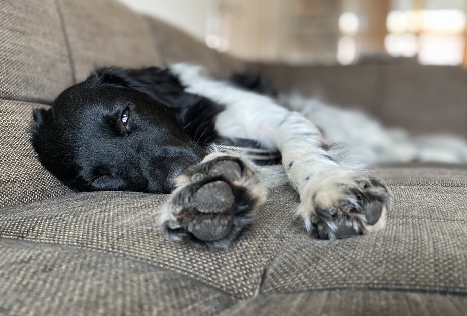 Hond verlatingsangst afleren