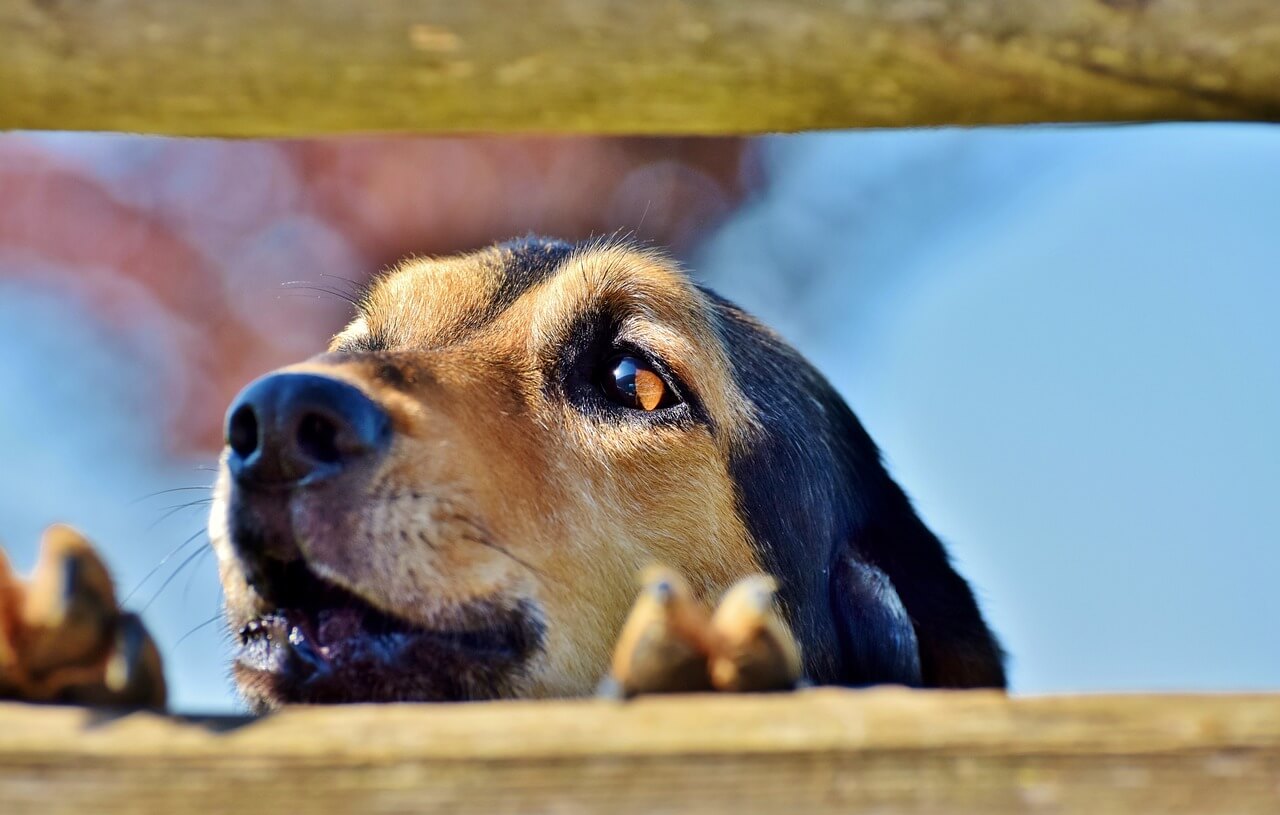 Hond verlatingsangst blaffen