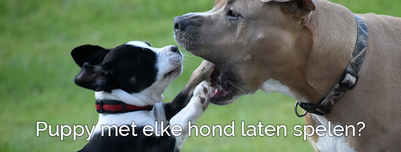 Puppy met elke hond laten spelen