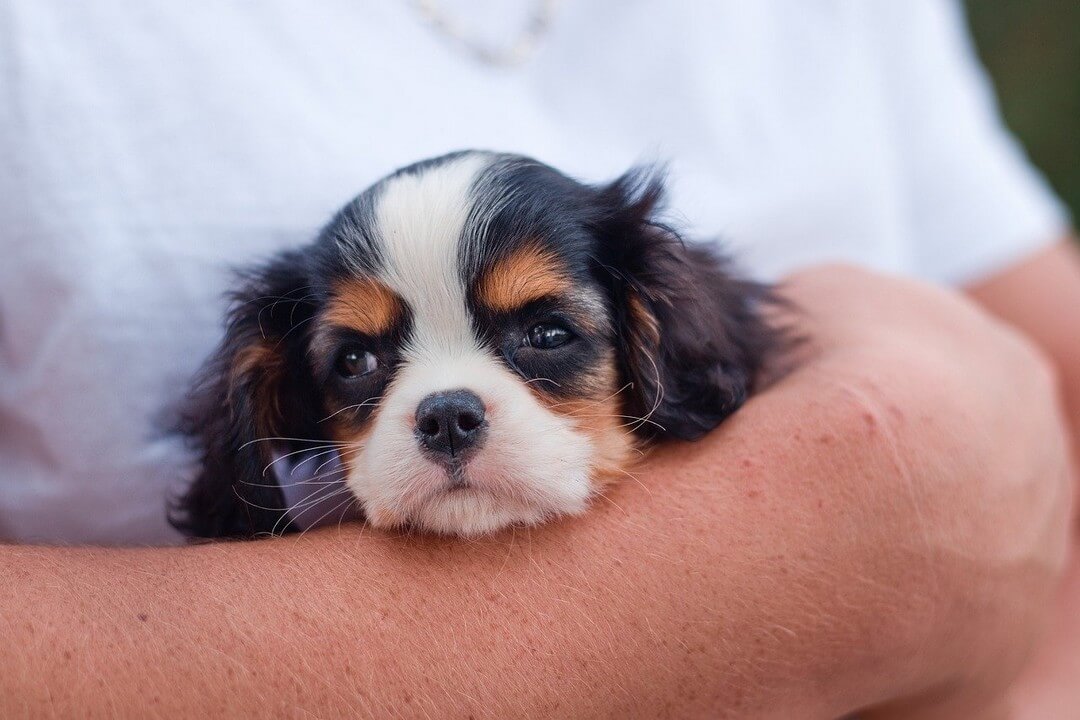 Puppy optillen socialisatie