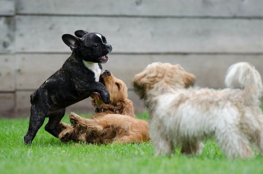 Puppy's met laten spelen op hondenschool puppycursus