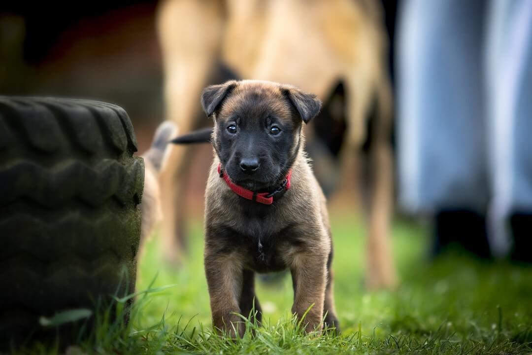 Socialisatie checklist puppy