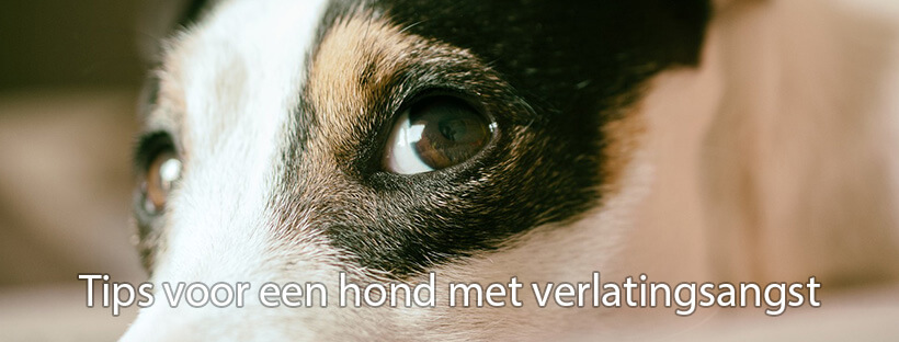 Dit zijn écht goede tips voor een hond met verlatingsangst!