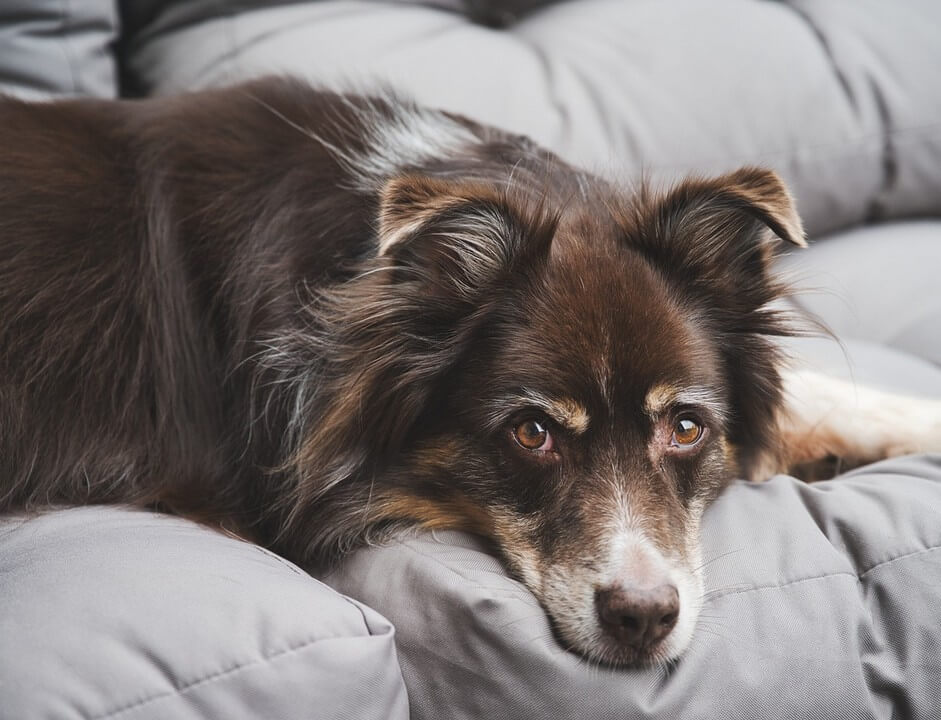 Verlatingsangst hond afleren