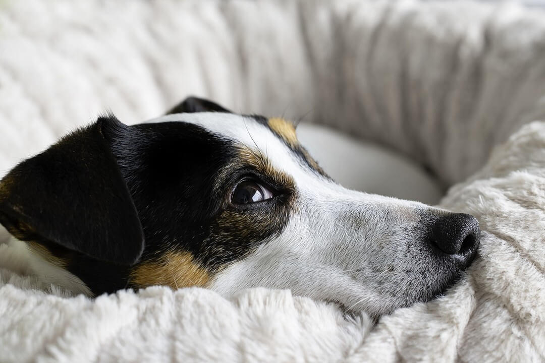 Wat moet je doen als je hond jankt als je weggaat