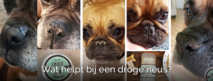 Hond heeft droge neus met korstjes