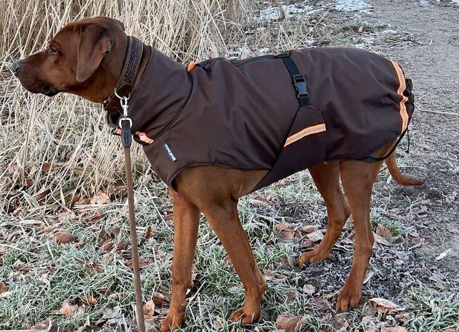 Regenjas ridgeback hond