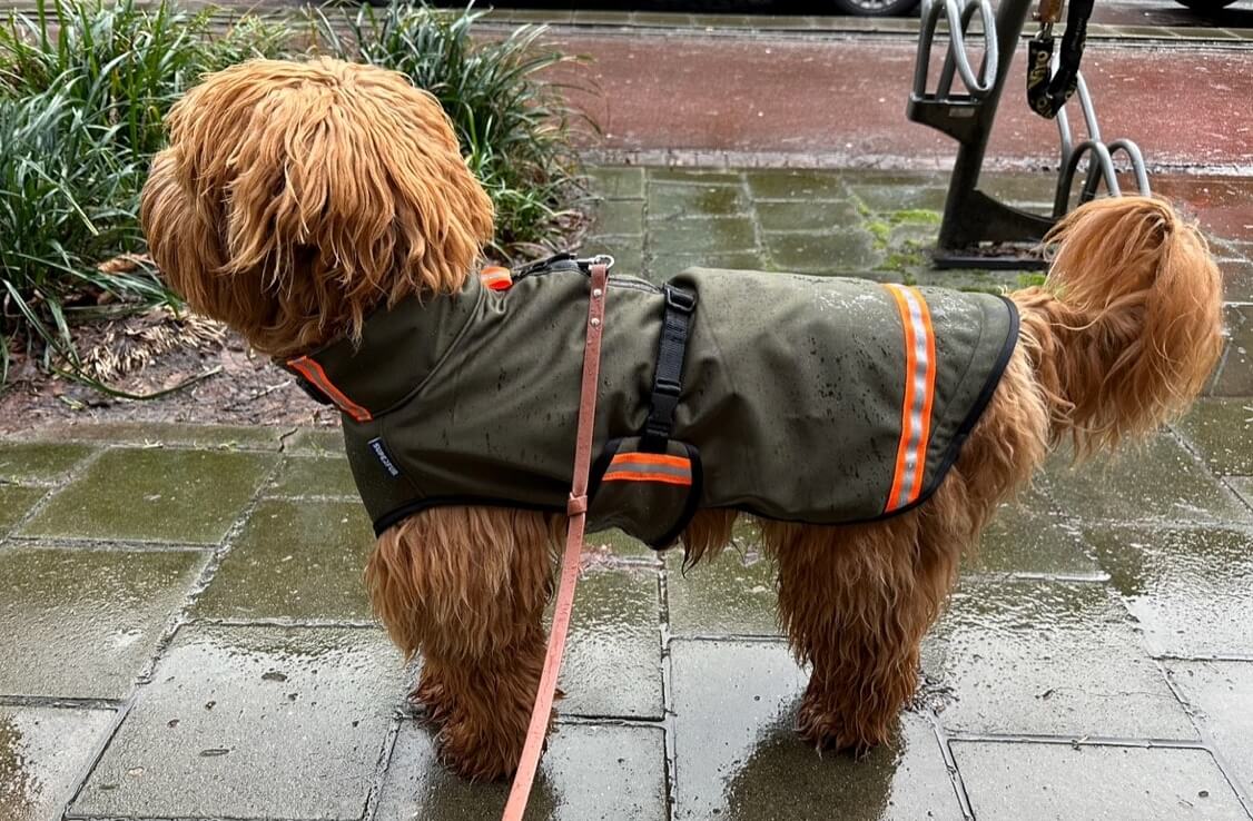 Softshell regenjas hond