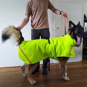 een regenjas voor grote honden